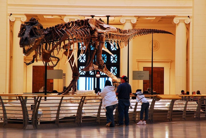 dino 1 - imported from www.mews.com