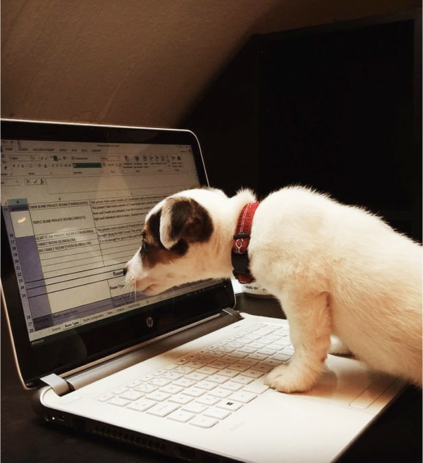 Beyoncé the dog looking at a laptop screen