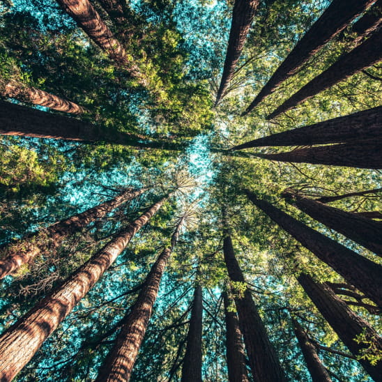 Looking up through a forest