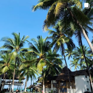 Picture of palm tress
