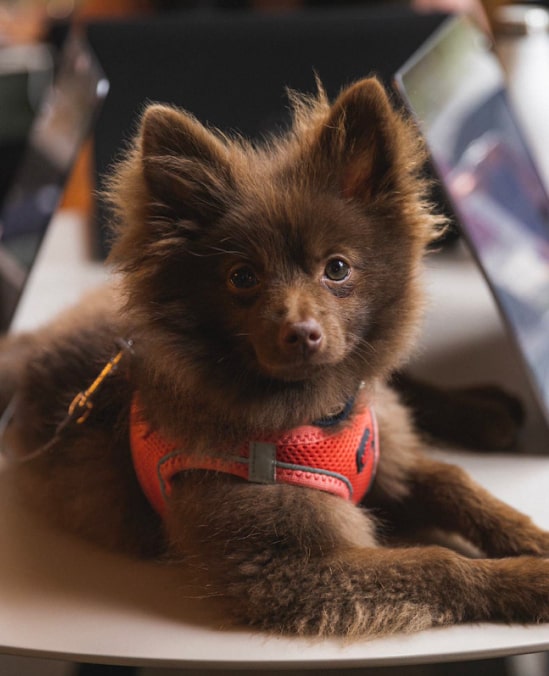 Teddy, Co-Chief Barketing Officer